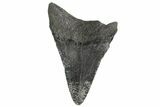 Fossil Megalodon Tooth - South Carolina #168216-1
